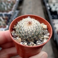 Turbinicarpus saueri CITES, not outside EU