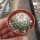 Turbinicarpus saueri CITES, not outside EU