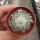 Turbinicarpus saueri CITES, not outside EU