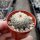 Turbinicarpus saueri CITES, not outside EU