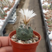 Turbinicarpus schmiedickeanus CITES, not outside EU