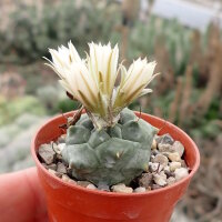 Turbinicarpus schmiedickeanus CITES, not outside EU
