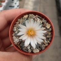 Turbinicarpus schmiedickeanus CITES, not outside EU