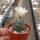 Turbinicarpus schmiedickeanus CITES, not outside EU