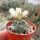 Turbinicarpus schmiedickeanus CITES, not outside EU