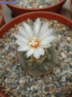 Turbinicarpus schwarzii CITES, not outside EU