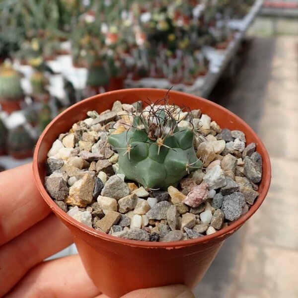 Turbinicarpus swobodae CITES, not outside EU