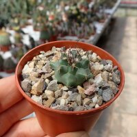 Turbinicarpus swobodae CITES, not outside EU