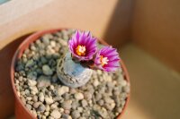 Turbinicarpus valdezianus    CITES, not outside EU