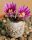Turbinicarpus valdezianus    CITES, not outside EU