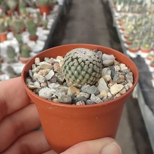 Turbinicarpus valdezianus v. albiflorus CITES, not outside EU
