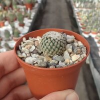 Turbinicarpus valdezianus v. albiflorus CITES, not...
