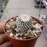 Turbinicarpus valdezianus v. albiflorus CITES, not...