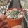 Turbinicarpus valdezianus v. albiflorus CITES, not outside EU