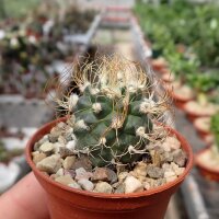 Turbinicarpus x mombergeri CITES, not outside EU