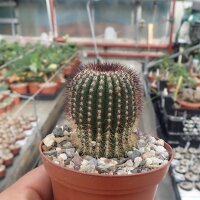 Uebelmannia crebispina CITES, not outside EU
