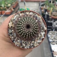 Uebelmannia crebispina CITES, not outside EU