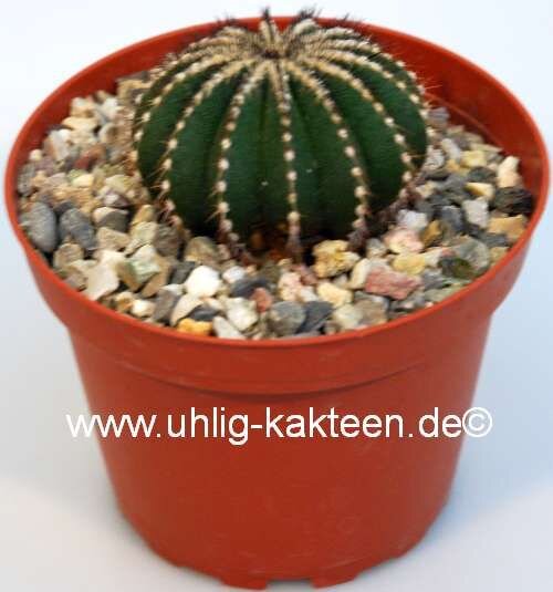 Uebelmannia pectinifera XL CITES, not outside EU