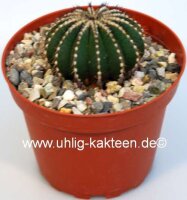 Uebelmannia pectinifera XL CITES, not outside EU