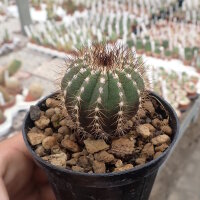 Uebelmannia pectinifera CITES, not outside EU