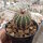 Uebelmannia pectinifera CITES, not outside EU
