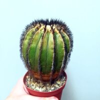 Uebelmannia pectinifera gepfr. CITES, not outside EU