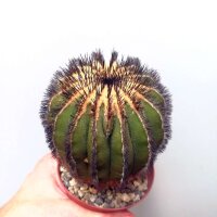 Uebelmannia pectinifera gepfr. CITES, not outside EU