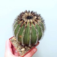Uebelmannia pectinifera gepfr. CITES, not outside EU