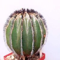 Uebelmannia pectinifera gepfr. CITES, not outside EU