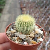 Uebelmannia pectinifera fo. eriocactoides RNK 078  CITES