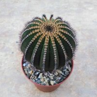 Uebelmannia pectinifera XL some spots gepfr. CITES, not...