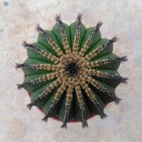 Uebelmannia pectinifera XL some spots gepfr. CITES, not...