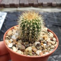 Uebelmannia pectinifera ssp. flavispina RNK 005/16...