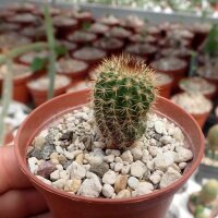 Uebelmannia pectinifera ssp. flavispina RNK 005/16...