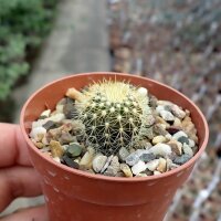 Uebelmannia pectinifera ssp. flavispina RNK 063  CITES,...