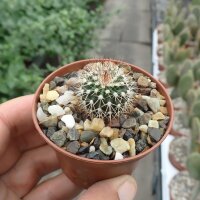 Uebelmannia pectinifera v. horrida RNK 031  CITES, not...