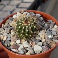 Uebelmannia pectinifera v. multicostata CITES, not...