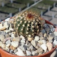 Uebelmannia pectinifera v. multicostata RNK 017  CITES,...
