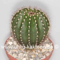 Uebelmannia pectinifera v. pseudopectinifera RNK 038...