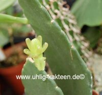 Weberocereus bradei