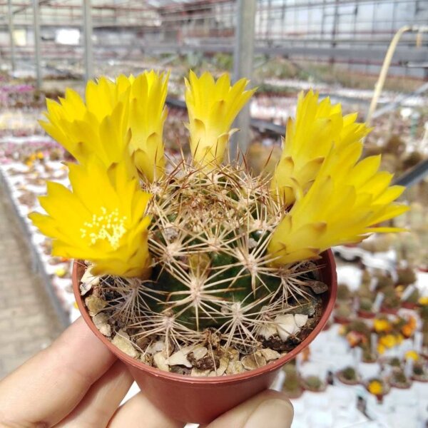 Weingartia longigibba