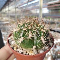 Weingartia longigibba