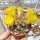 Weingartia longigibba