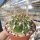 Weingartia longigibba