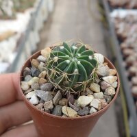 Weingartia multispina WG 019