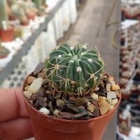 Weingartia multispina WG 019