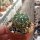 Weingartia multispina WG 019