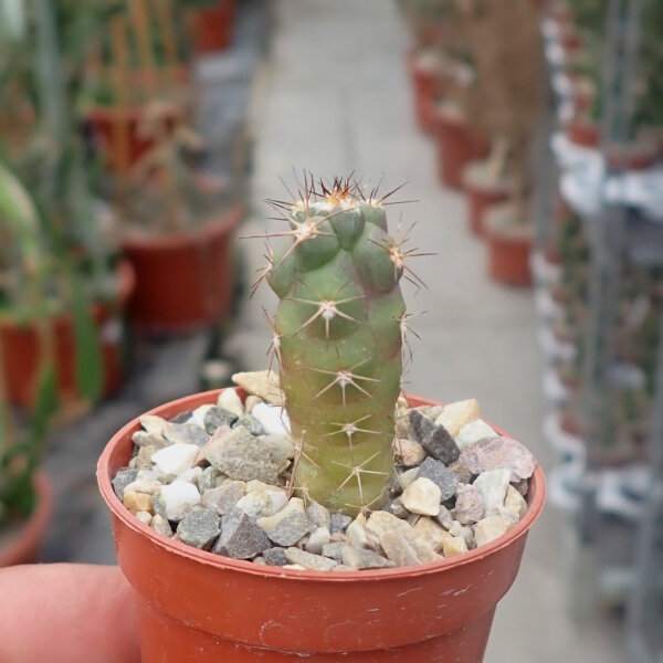 Weingartia pygmaea HTH 029