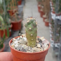 Weingartia pygmaea HTH 029