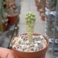 Weingartia pygmaea HTH 029